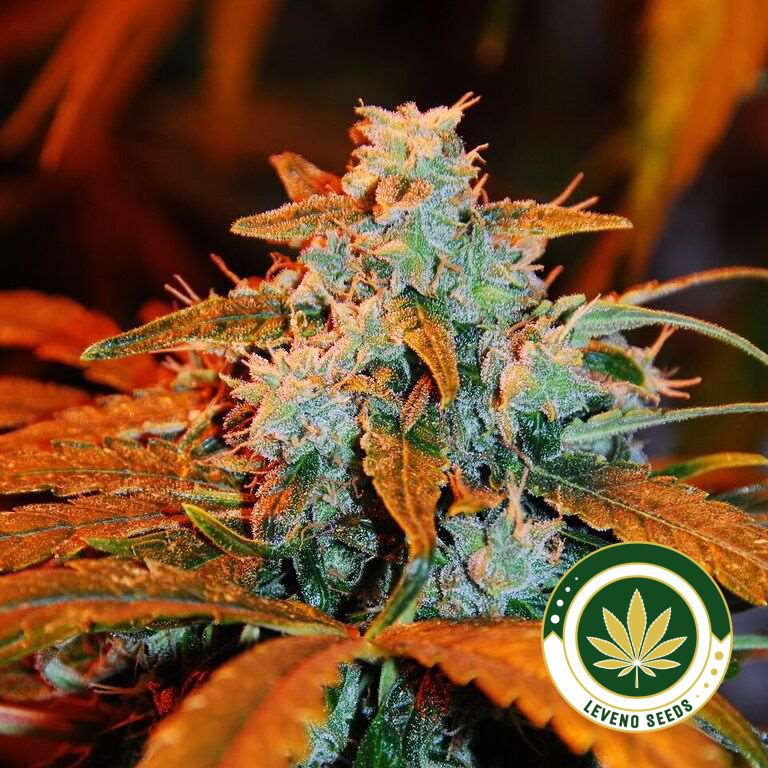auto-blueberry-g13-web.jpg