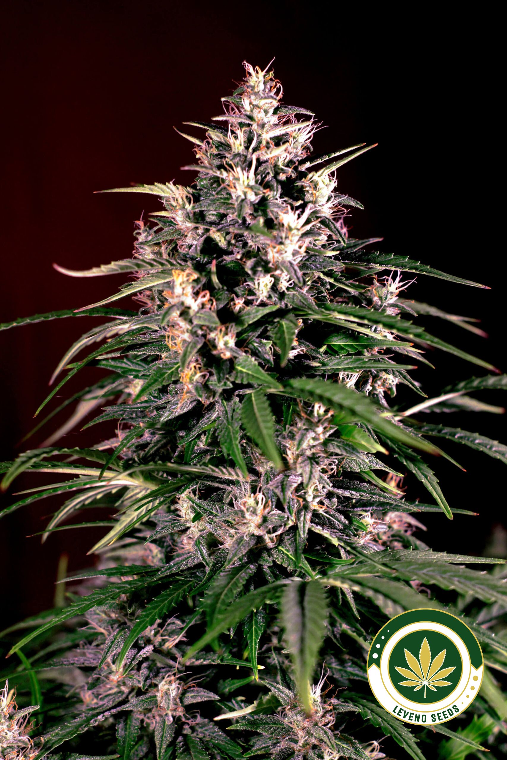auto-dosi-g13-labs.jpg