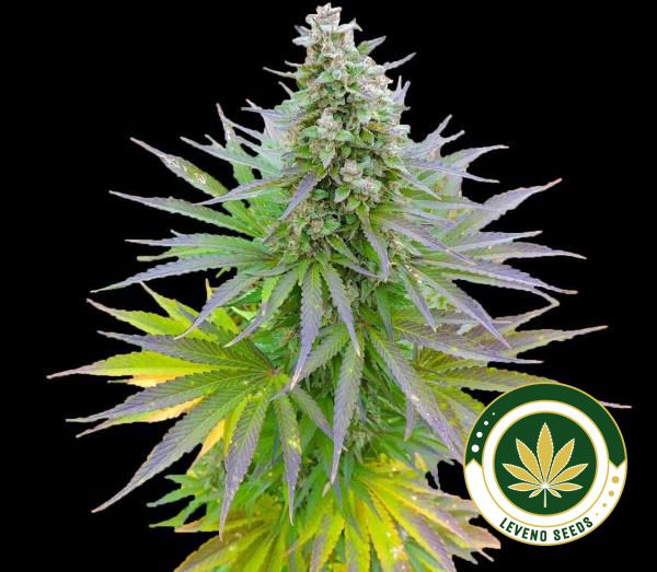 blueberry-gum-g13-labs-web.jpg