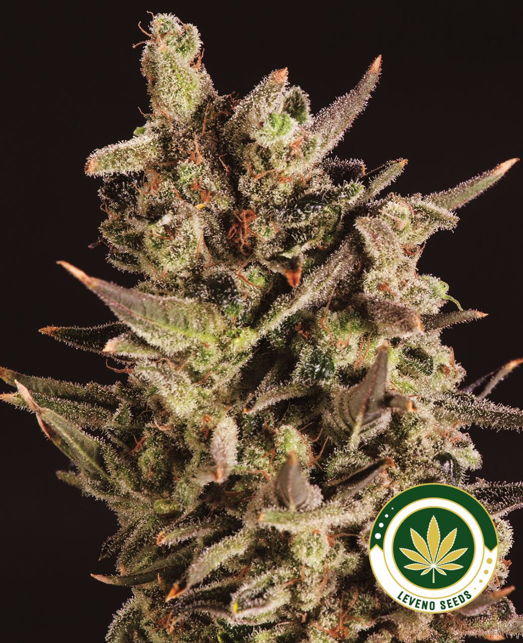 blueberry-headband-scbdx.jpg