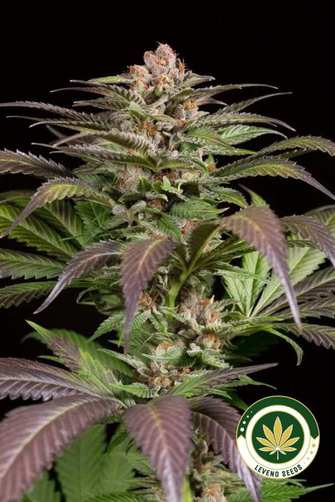 dinamed-cbd-auto-4_1.jpg