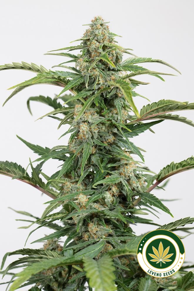dinamed-cbd-auto_1.jpg