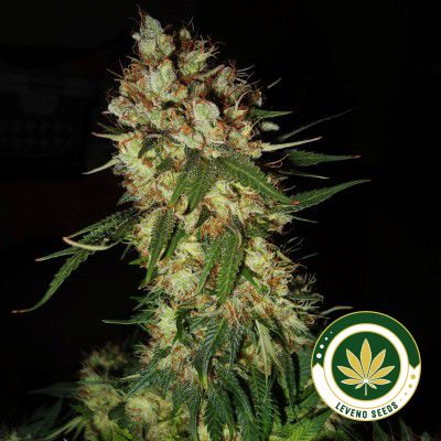 g13-x-blueberry-headband.jpg