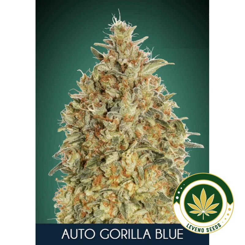 gorilla-blue-auto.jpg