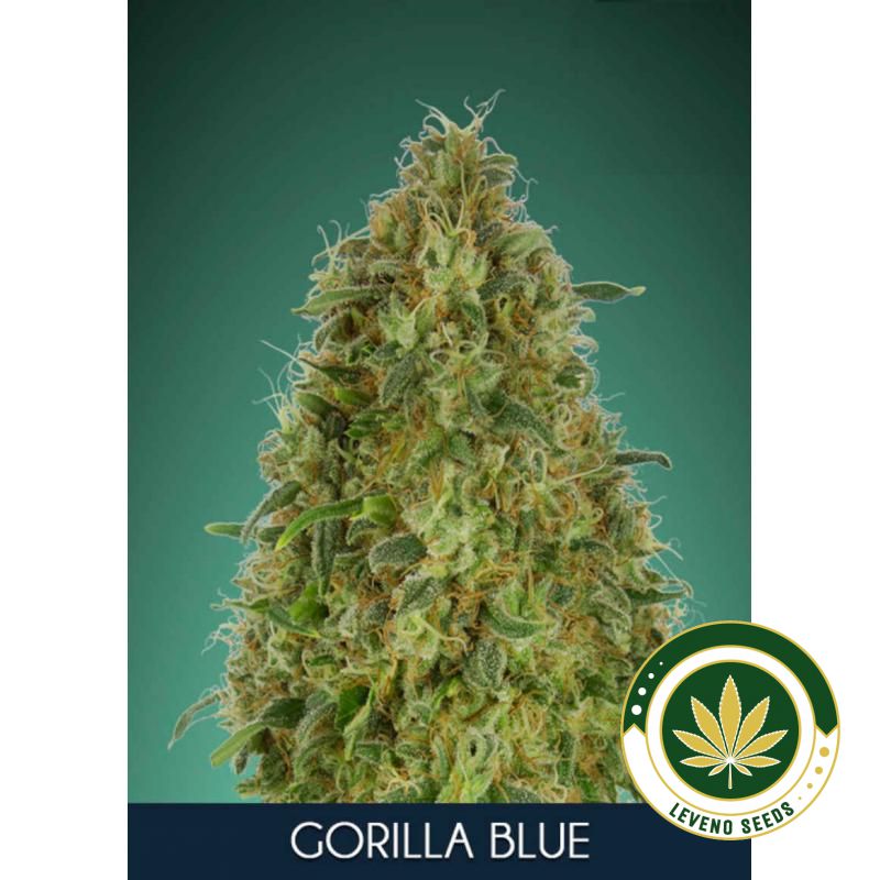 gorilla-blue.jpg