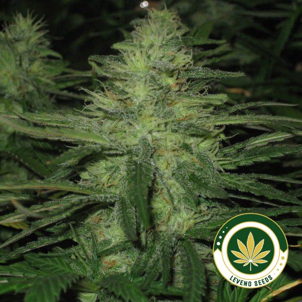northern-light-feminized-5-seeds-1.jpg