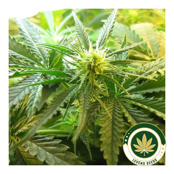 northern-light-feminized-5-seeds-2-1.jpg