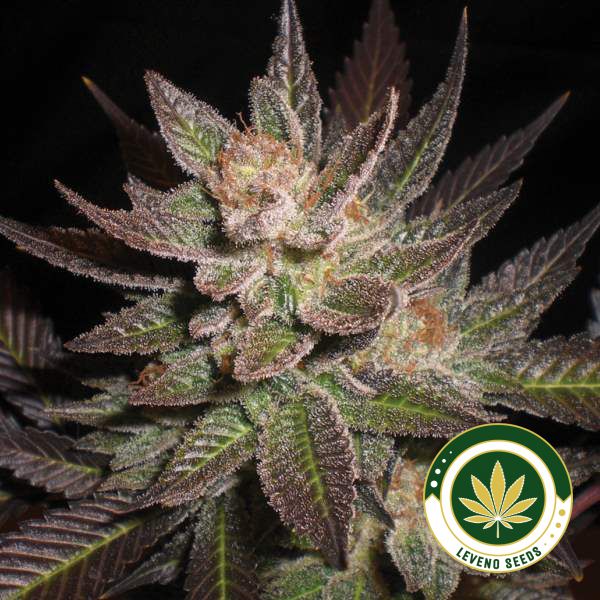 purple-haze-g13-labs-web.jpg