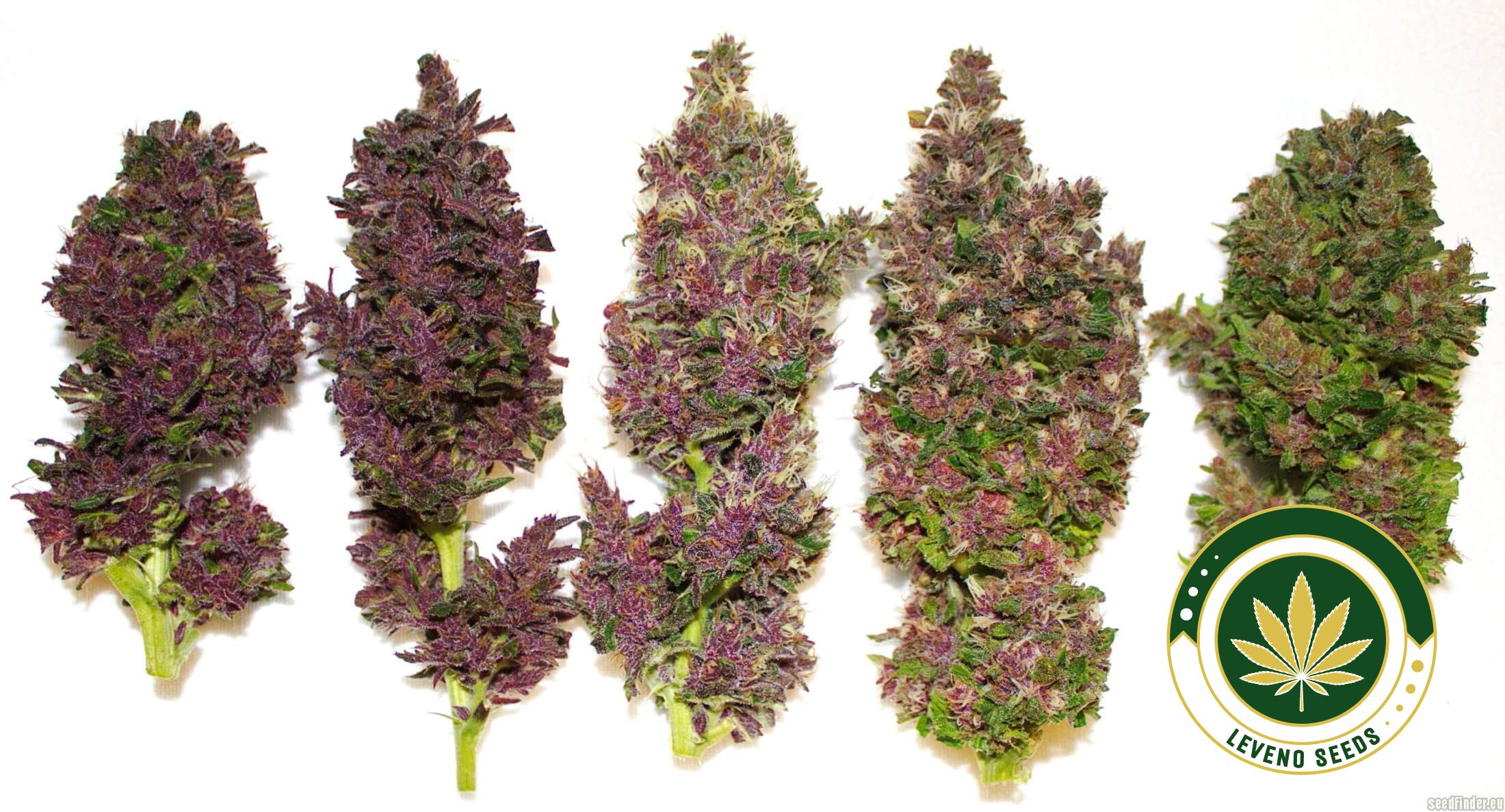 smooth-smoke-buds.jpg