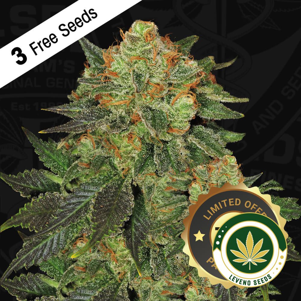 t.h.seeds_bubblegum-710-special-flower-shot.jpg