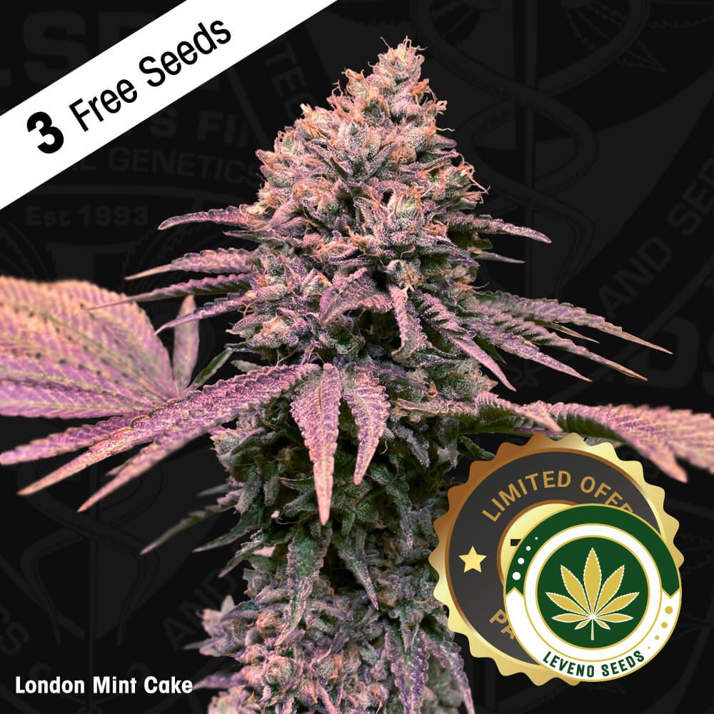 t.h.seeds_london-mint-cake-710-flower2.jpg