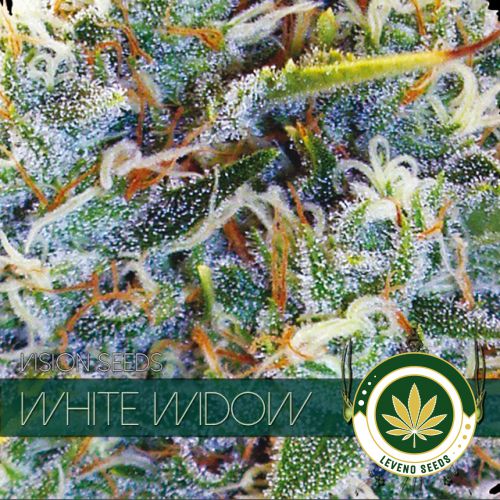 vision-seeds-white-widow-500x500-1.jpg